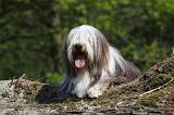 BEARDED COLLIE 150